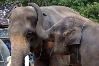 Wild Elephant Valley 野象谷热带雨林景区