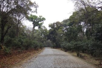 Jingmaishan 景迈山