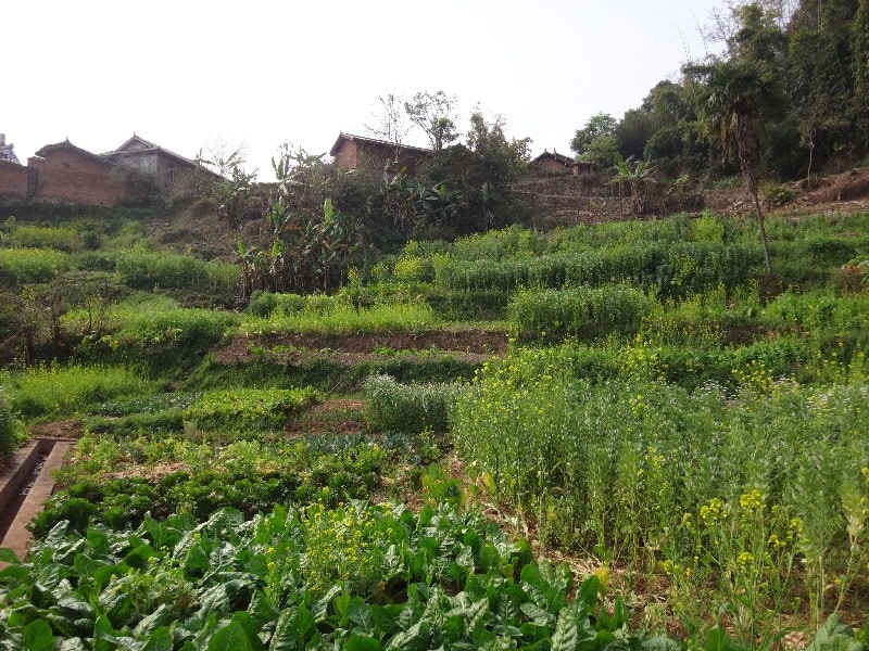 Hike in the tea fields of Xishuangbanna - Image 8