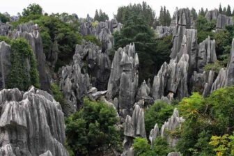 Stone Forest