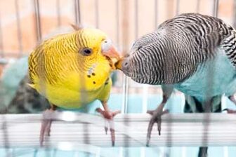 Flower and Bird Market