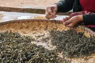 Ancient Tea Mountains in Xishuangbanna - 9 days