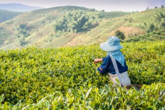 Hike in the tea fields of Xishuangbanna