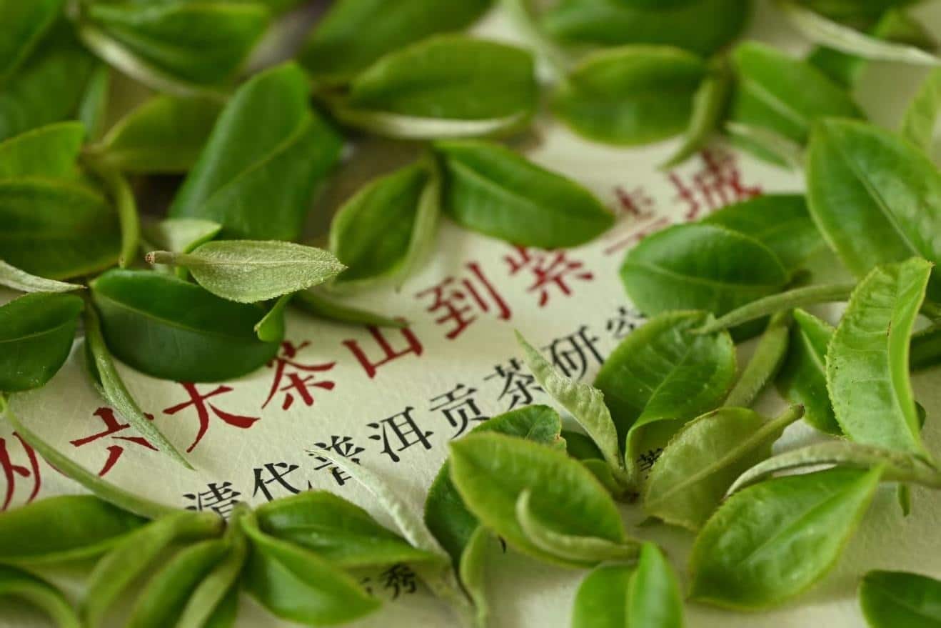 Ancient Tea Mountains in Xishuangbanna - 9 days - Image 6