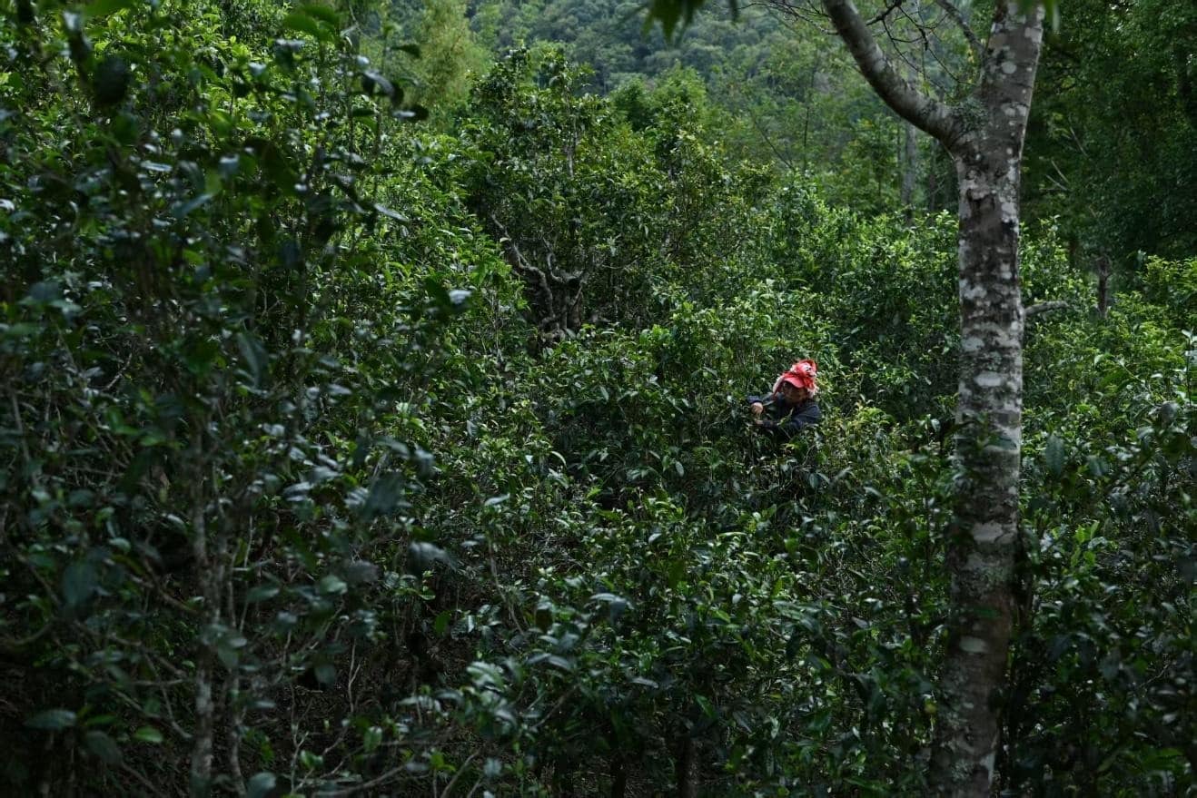 Ancient Tea Mountains in Xishuangbanna - 9 days - Image 7