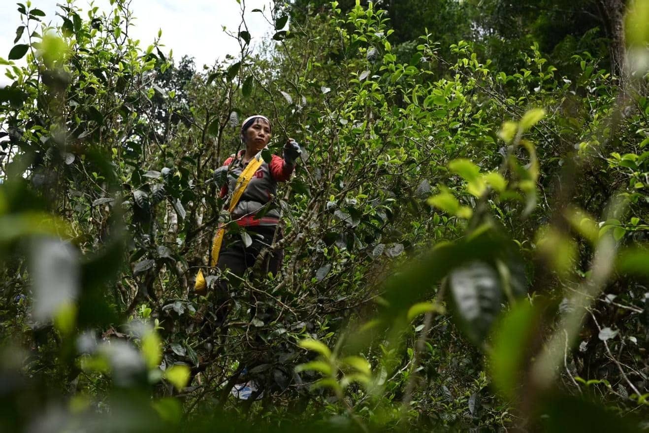 Ancient Tea Mountains in Xishuangbanna - 9 days - Image 10
