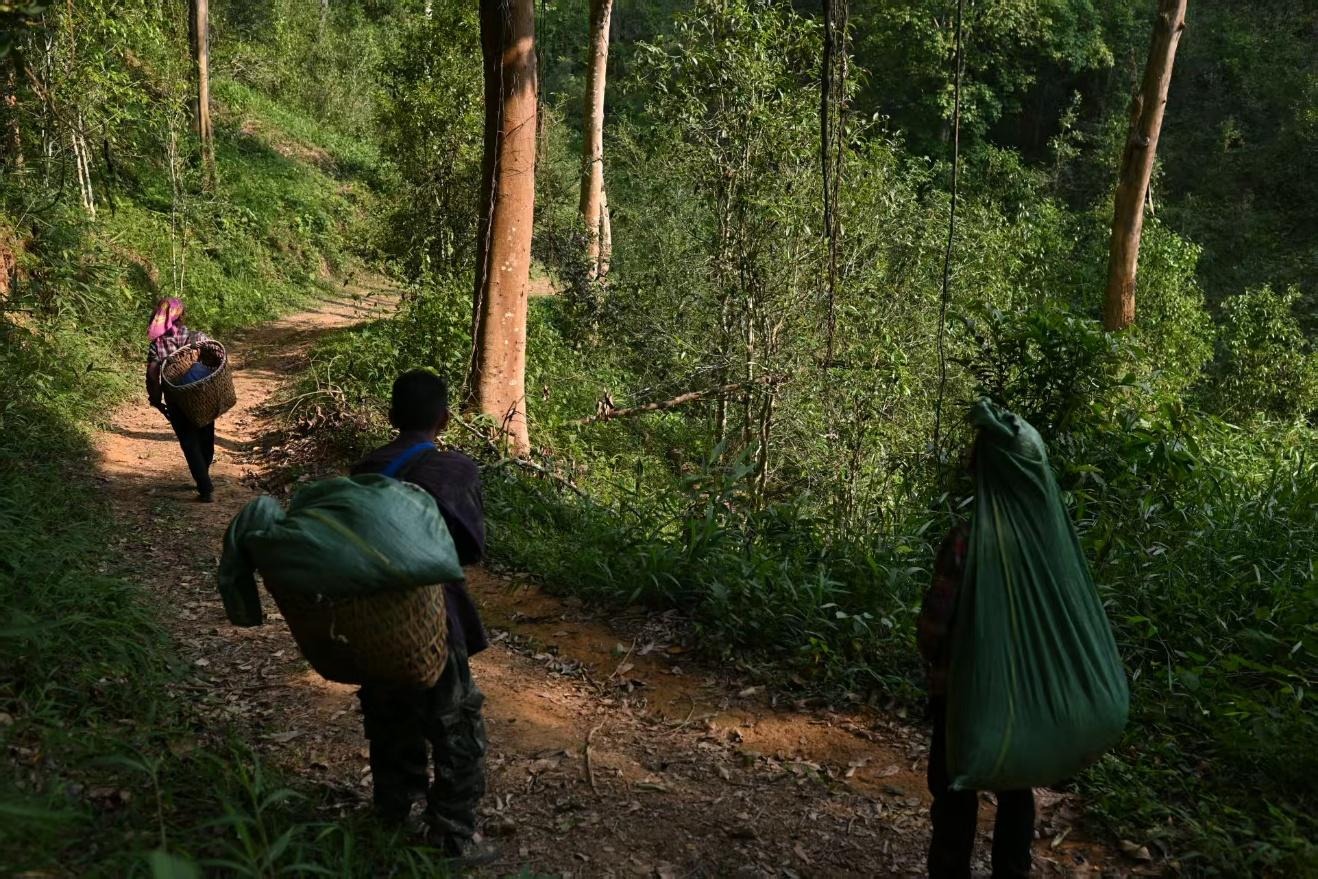 Ancient Tea Mountains in Xishuangbanna - 9 days - Image 12