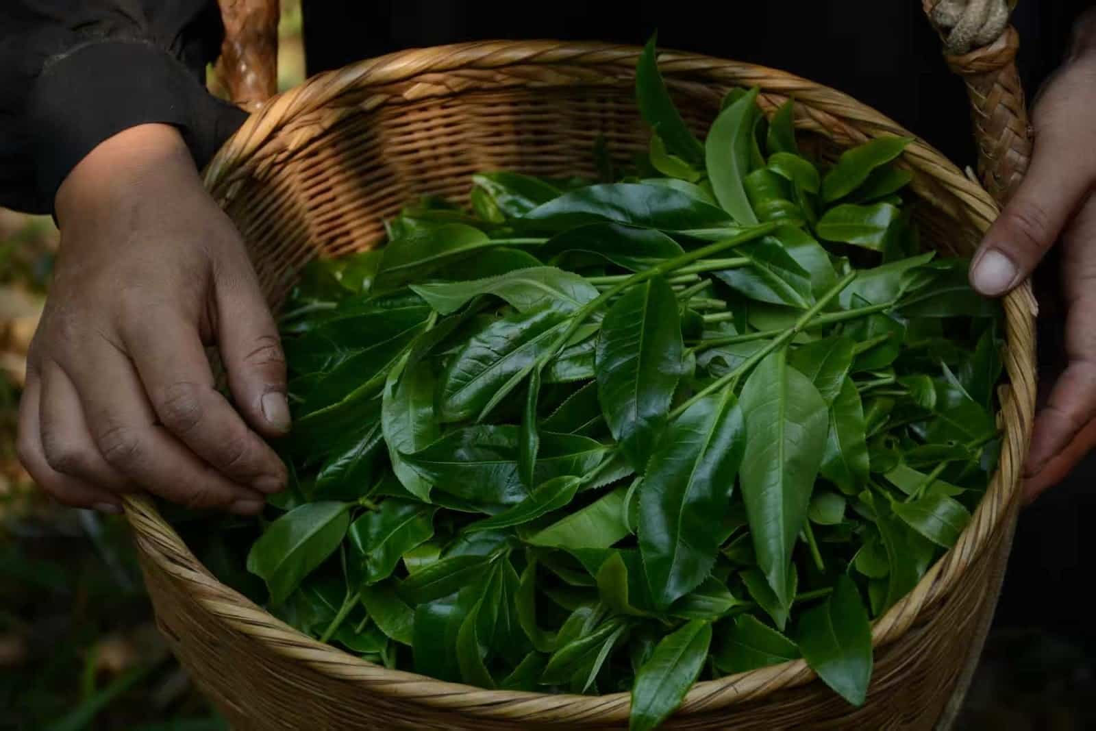 Ancient Tea Mountains in Xishuangbanna - 9 days - Image 13