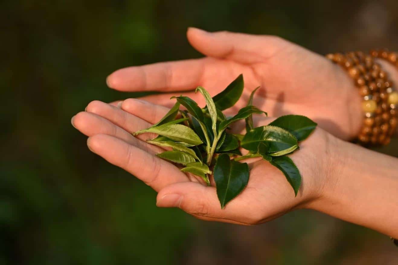 Ancient Tea Mountains in Xishuangbanna - 9 days - Image 14