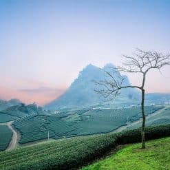 Ancient Tea Mountains in Xishuangbanna - 9 days