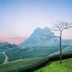 Ancient Tea Mountains in Xishuangbanna - 9 days
